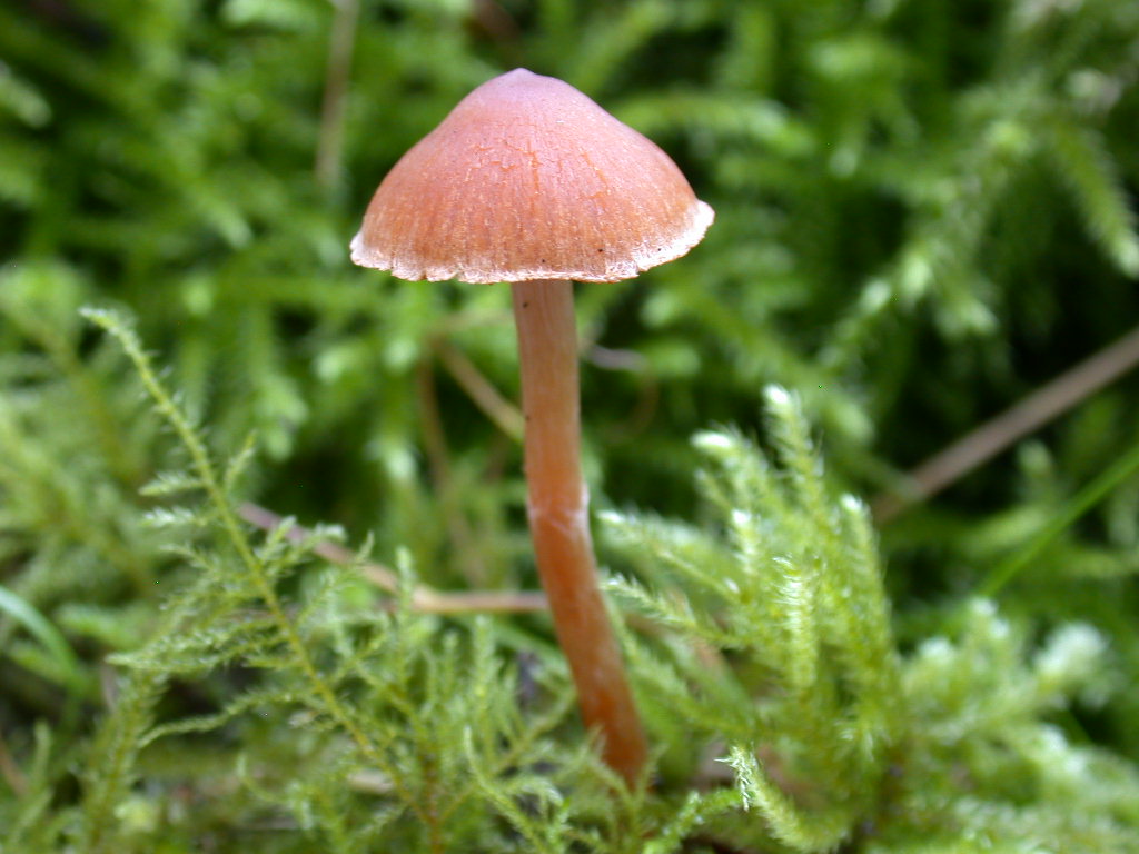 Quale galerina ...